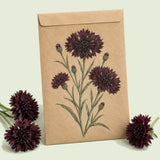 Kraft seed packet illustrated with Black Magic Bachelor's Button, with fresh Black Magic Bachelor's Button beside it