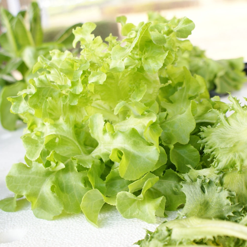 Frilly Black Seeded Simpson lettuce leaves