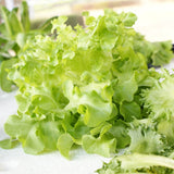 Frilly Black Seeded Simpson lettuce leaves