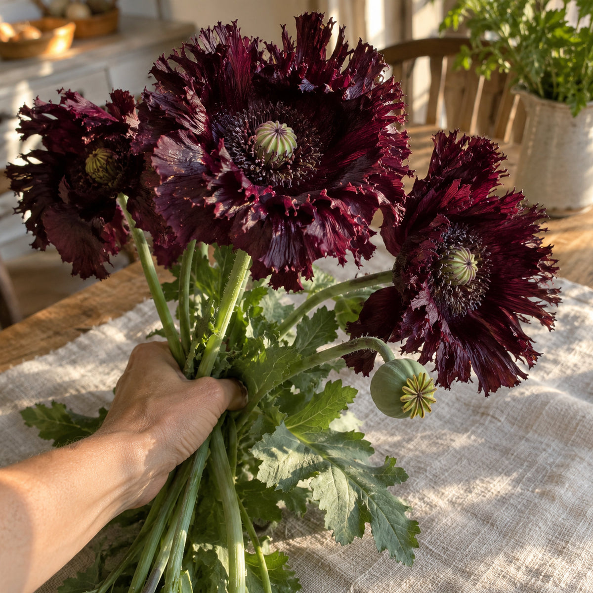 Black Swan Poppy Seeds harvest up close