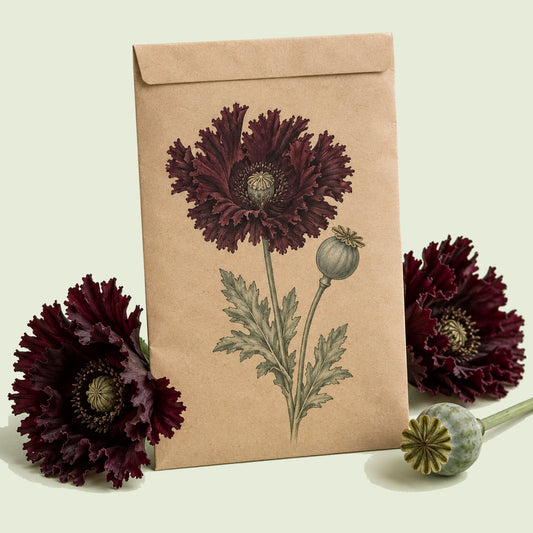 Kraft seed packet illustrated with Black Swan Poppy, with fresh Black Swan Poppy beside it