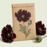 Kraft seed packet illustrated with Black Swan Poppy, with fresh Black Swan Poppy beside it