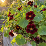 Black Velvet Nasturtium Seeds growing in a home garden
