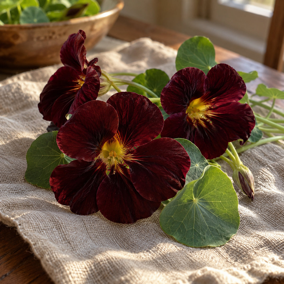 Black Velvet Nasturtium Seeds harvest up close