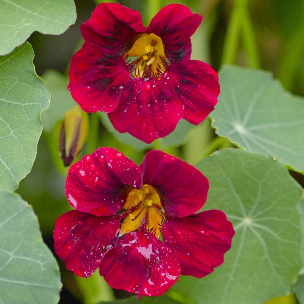 Black Velvet Nasturtium seed packet