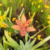 Blackberry Lily seed packet