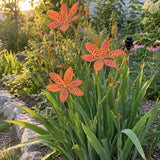 Blackberry Lily Seeds growing in a home garden