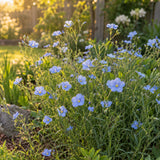 Blue and Breezy Flax Seeds growing in a home garden