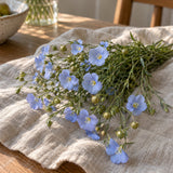 Blue and Breezy Flax Seeds harvest up close