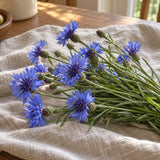 Blue Boy Bachelor's Button Seeds harvest up close