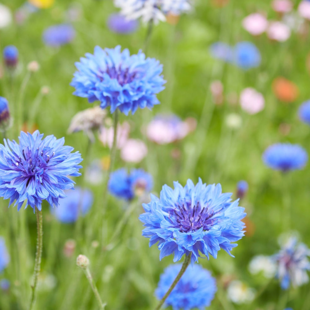 Blue Boy Bachelor's Button seed packet