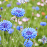 Blue Boy Bachelor's Button seed packet