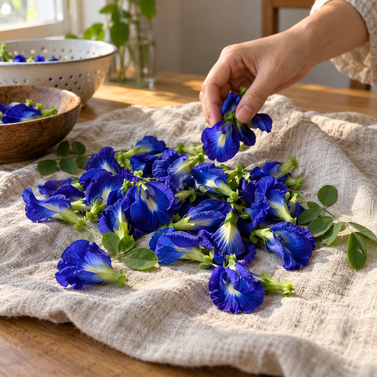 Blue Butterfly Pea Seeds harvest up close