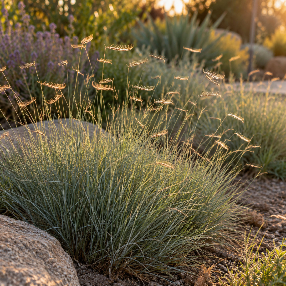 Blue Grama Grass Seeds growing in a home garden