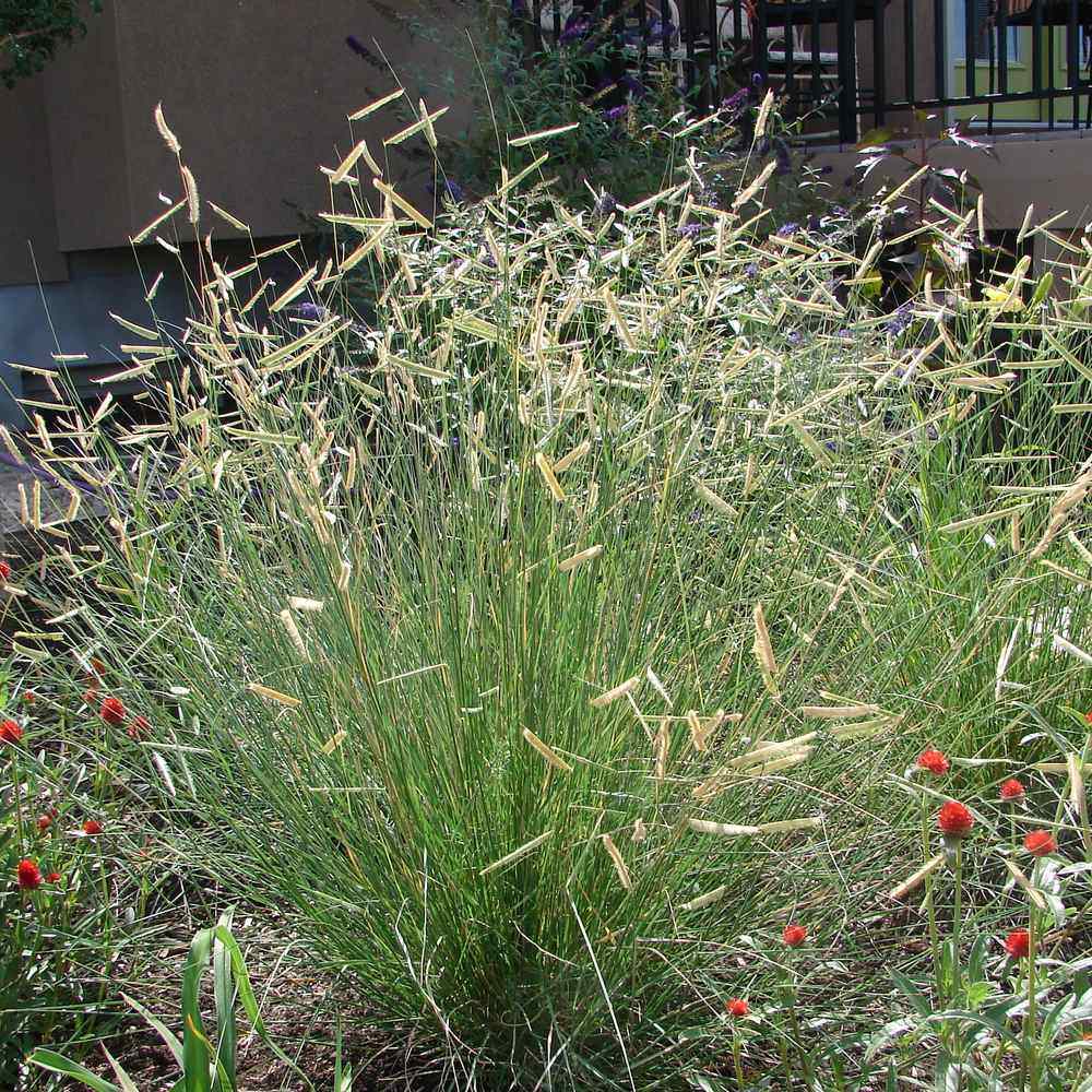 Blue Grama Grass seed packet