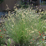 Blue Grama Grass seed packet