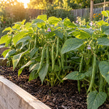 Blue Lake 274 Green Bush Bean Seeds growing in a home garden