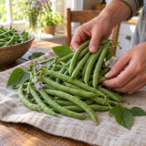 Blue Lake 274 Green Bush Bean Seeds harvest up close