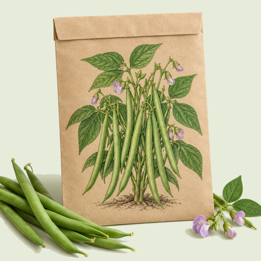 Kraft seed packet illustrated with Blue Lake 274 Green Bush Bean, with fresh Blue Lake 274 Green Bush Bean beside it