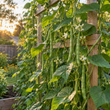 Blue Lake FM-1K Climbing Bean Seeds growing in a home garden