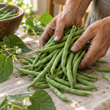 Blue Lake FM-1K Climbing Bean Seeds harvest up close