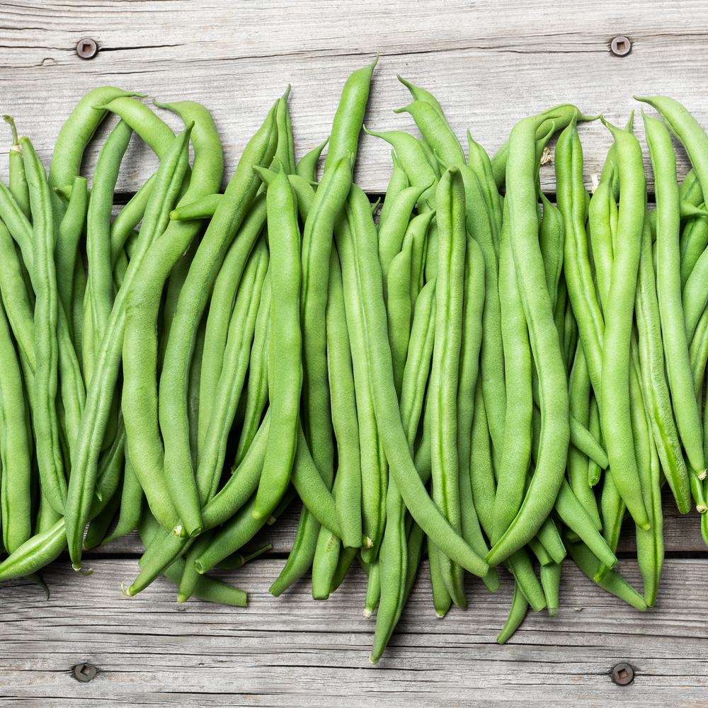 Blue Lake FM-1K Climbing Bean plants in the garden