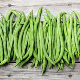 Blue Lake FM-1K Climbing Bean plants in the garden
