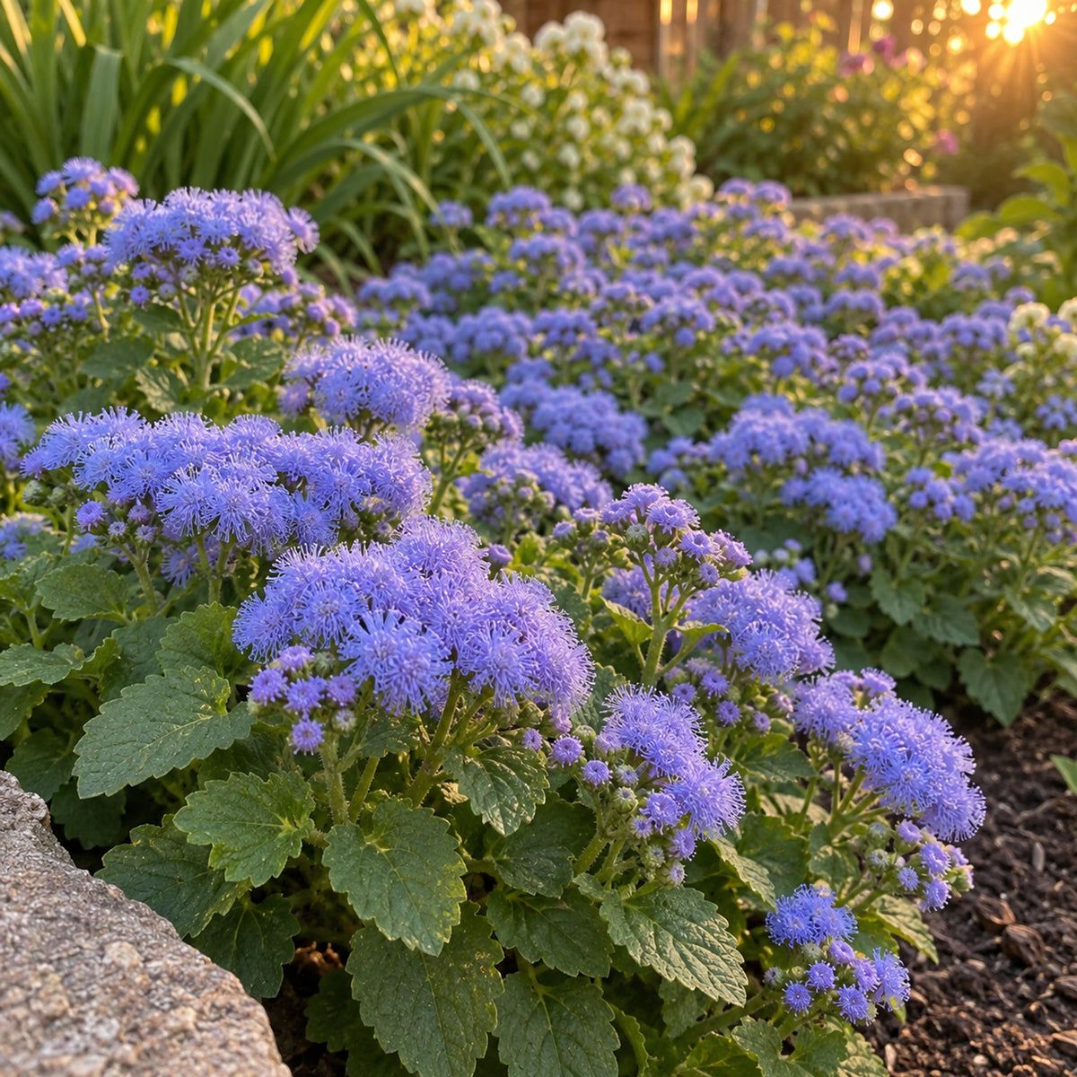 Blue Planet Ageratum Seeds growing in a home garden