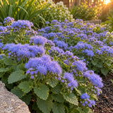 Blue Planet Ageratum Seeds growing in a home garden