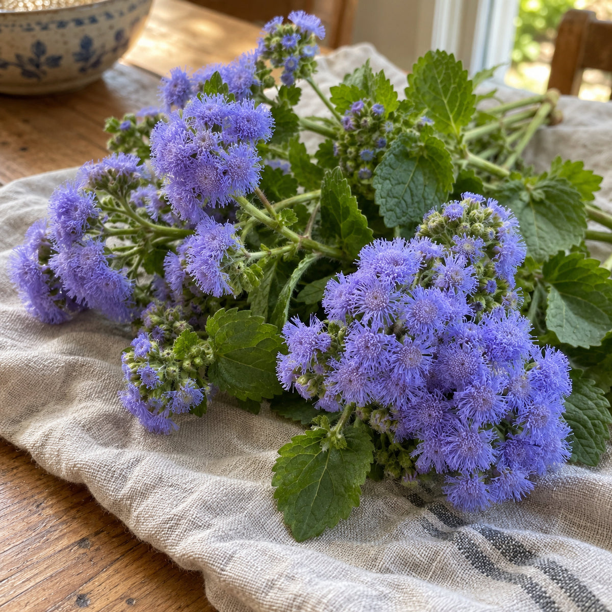 Blue Planet Ageratum Seeds harvest up close