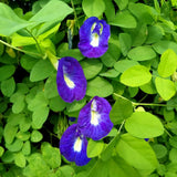 Blue Butterfly Pea seed packet