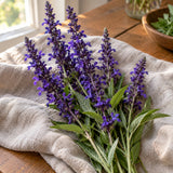 Blue Victory Salvia Seeds harvest up close
