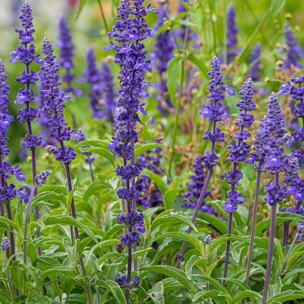 Blue Victory Salvia seed packet