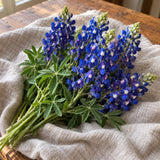 Bluebonnet Seeds harvest up close