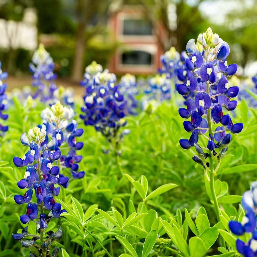 Bluebonnet seed packet