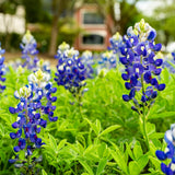 Bluebonnet seed packet