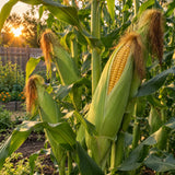Bodacious Sweet Corn Seeds growing in a home garden