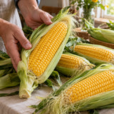 Bodacious Sweet Corn Seeds harvest up close