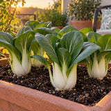 Bok Choy Choko Seeds growing in a home garden