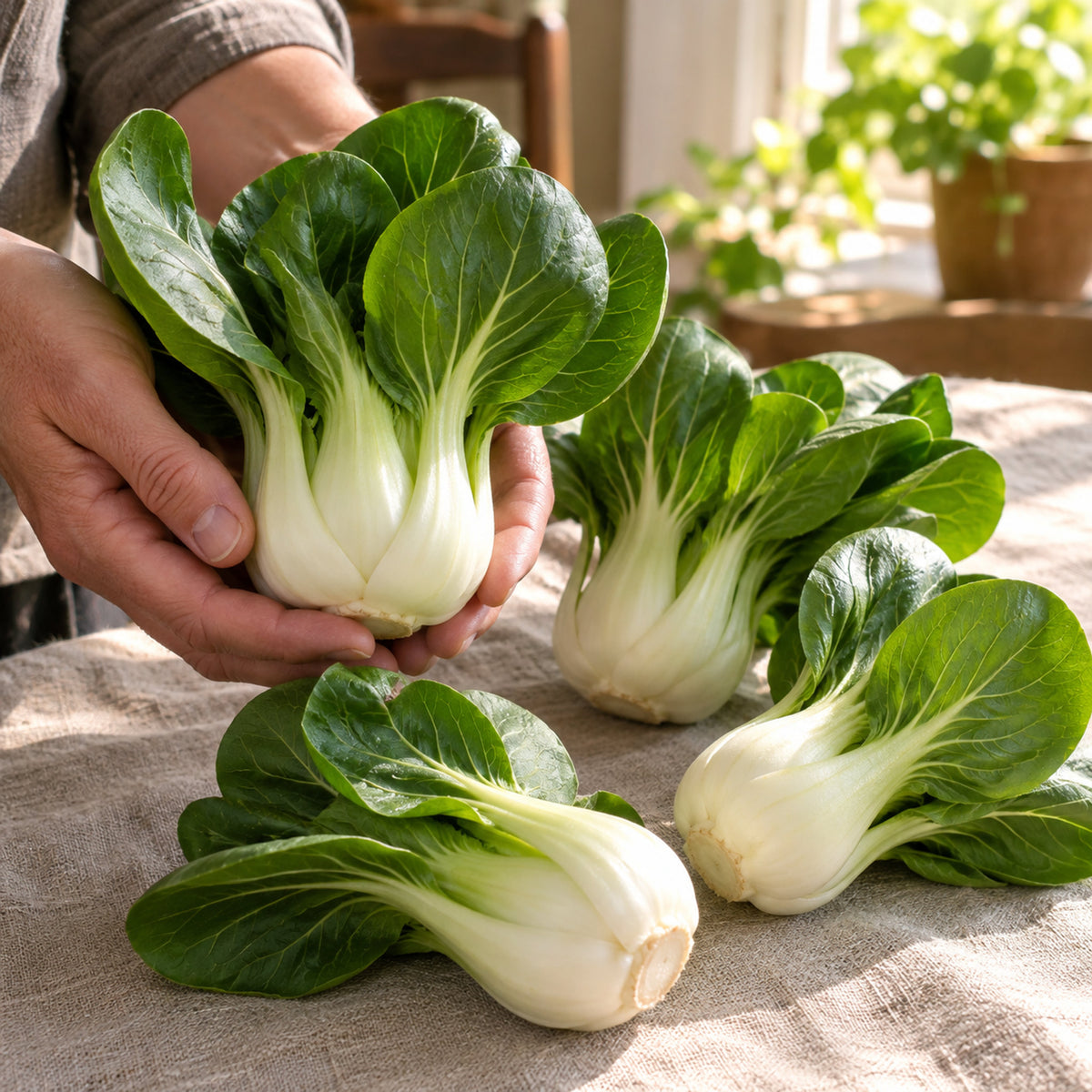 Bok Choy Choko Seeds harvest up close