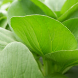 Bok Choy Choko seed packet