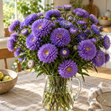 Bonita Top Blue Aster Seeds harvest up close
