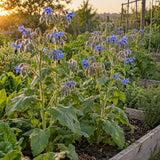 Borage Blue Flower Herb Seeds growing in a home garden