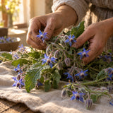 Borage Blue Flower Herb Seeds harvest up close