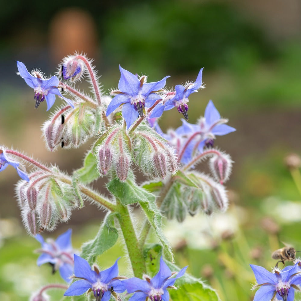Borage Blue Flower Herb plants in the garden