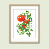 Botanical Art Prints on a soft green background