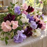 Bouquet Blend Sweet Pea Seeds harvest up close