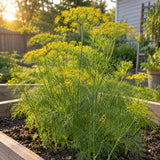 Bouquet Dill Seeds growing in a home garden