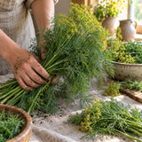 Bouquet Dill Seeds harvest up close