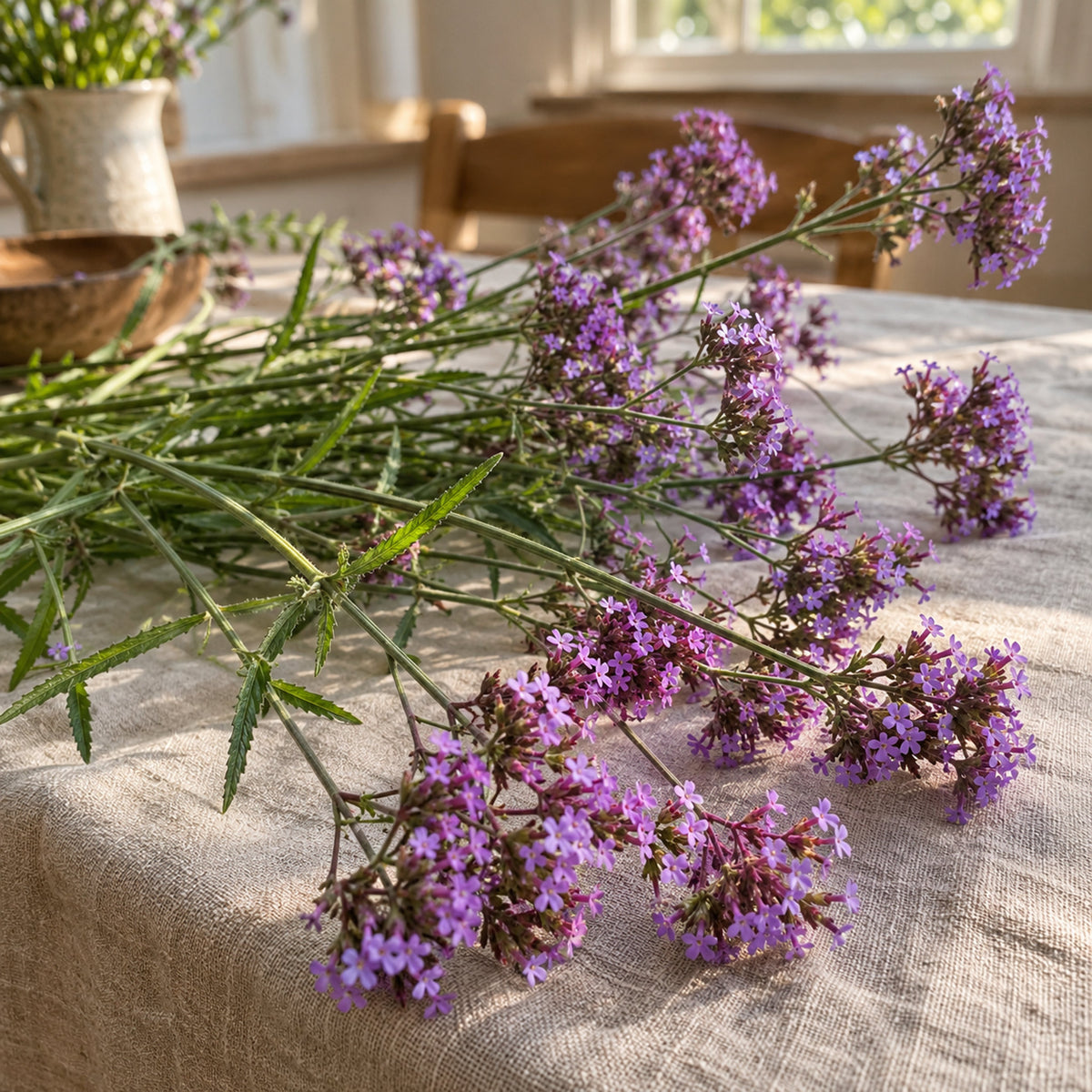 Brazilian Vervain Verbena Seeds harvest up close